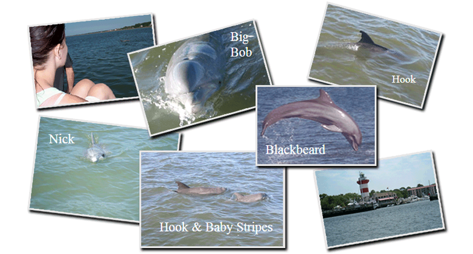 local hilton head dolphin names
