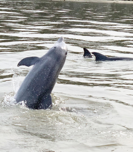 Commander Zodiac  Dolphin & Nature Tours Hilton Head Island