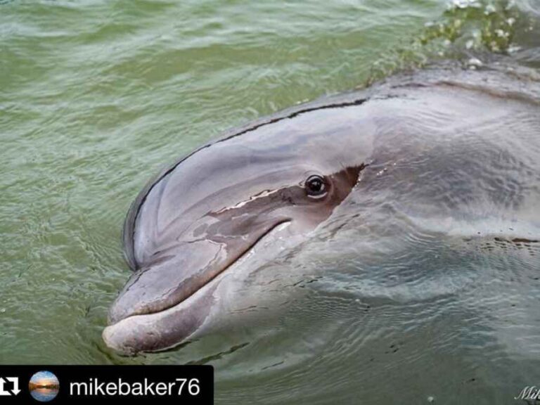 Best Time to See Dolphins on Hilton Head